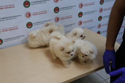 Gümrük Muhafaza'dan yavru köpek operasyonu
