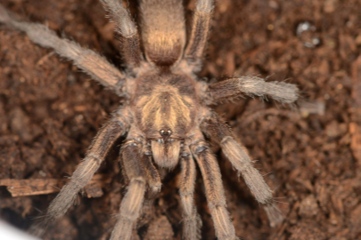 Türkiye'de ilk kez yeni bir tarantula cinsi kaydedildi