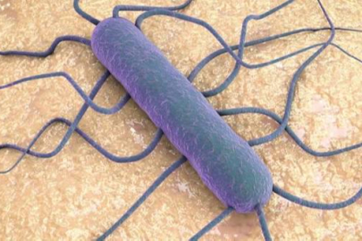 11 can alan Listeria skandalı yargıda