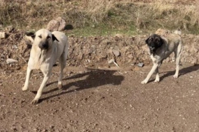 Başıboş köpeklere 'yakala-kısırlaştır-sahiplendir' yöntemi