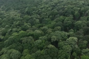 Bursa'da kayıp diye aranıyordu: Meğer ağaçtan düşmüş