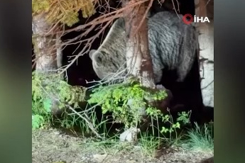 Uludağ'da görülen iri ayı hayrete düşürdü