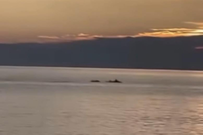 Bursa'da yunuslar görsel şölen oluşturdu