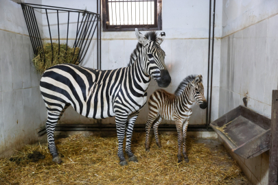 Bursa Hayvanat Bahçesi’ndeki zebra ailesi büyüyor