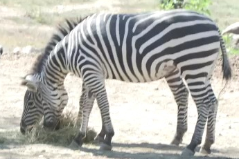 Bursa Hayvanat Bahçesi’ndeki zebra ailesi büyüyor