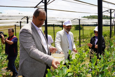 İznik'te yaban mersini hasadı başladı
