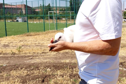 Defalarca yuvadan düşen yavru leylek doğaya bırakıldı