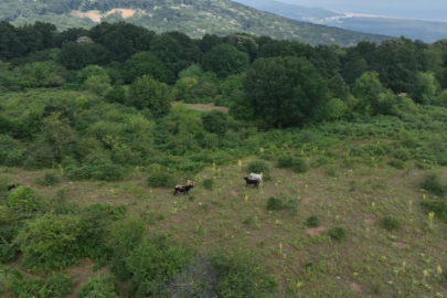 Bursa'nın 'özgür kurbanlıkları' dağlarda büyüyor