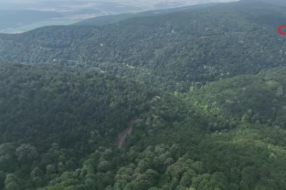 Bursa'nın 'özgür kurbanlıkları' dağlarda büyüyor