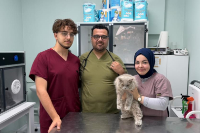 Bursa'da kısırlaştırılmak istenen kedi deprem etkisi yaptı