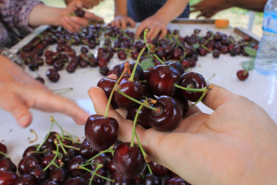 ABD ve Avrupa kirazda bu aromayı özellikle istiyor