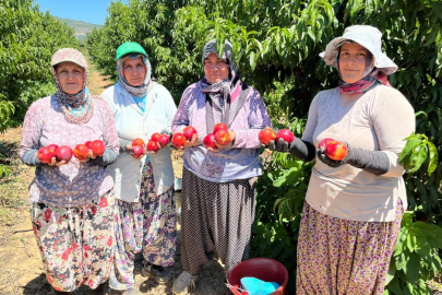 İznikli nektarin üreticisinden fiyat tepkisi