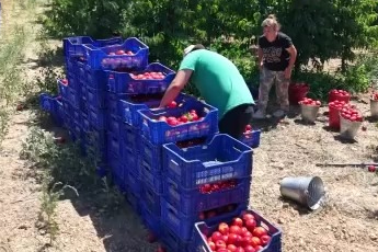 İznikli nektarin üreticisinden fiyat tepkisi