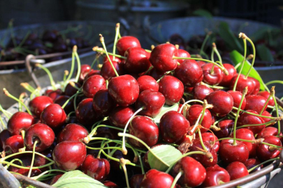 Stokların azlığı ve yüksek aroma tercihi Sultandağı vişnesini değerli yaptı