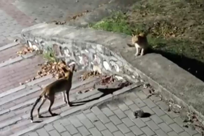 Tilki, kedi ve kirpi buluşması kamerada