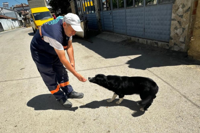 Bursa'da sahibini kaybeden 'Dayı' yeni dostunu buldu