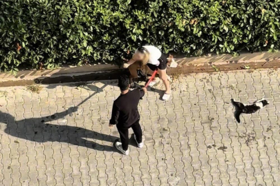 Ağızlıksız gezdirilen Pitbull dehşet saçtı: Sahibi pes dedirtti