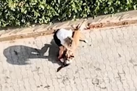 Ağızlıksız gezdirilen Pitbull dehşet saçtı: Sahibi pes dedirtti