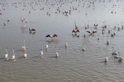 Flamingolarla renklenen Akşehir Gölü'nde umut büyüyor