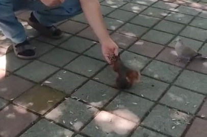 İnegöl’de sincap ve kumruyu elleriyle besledi
