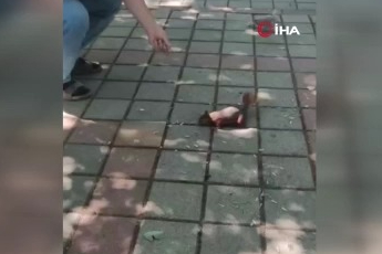 İnegöl’de sincap ve kumruyu elleriyle besledi