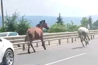 Bursa'da başıboş atlar trafikte araçlarla yarıştı