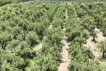 İtalyanların "zor" diyerek bıraktığı armutta Gürsu rekora gidiyor