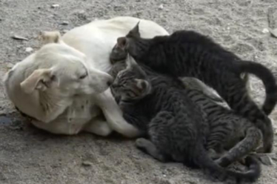 Yavru kedilere annelik yapan köpek yürekleri ısıtıyor