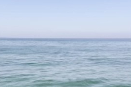 Karacabey kıyılarında balıklar kaçtı, yunuslar kovaladı
