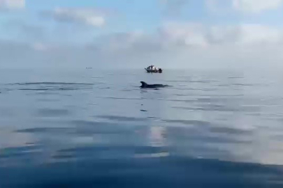Yeniköy açıklarında yunuslar balıkçılara şov yaptı