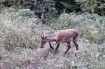 İnegöl'de yaban hayatı fotokapana takıldı