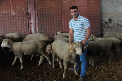 Bursa'da milyonluk yerli koçun erkek üçüz yavrusu oldu