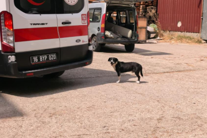 Bursa'da köpeğe çarpmamak için manevra yapınca kaza yaptı