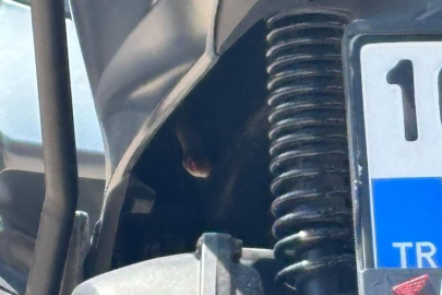 Bursa’da motosikletten çıkan yılan şoke etti