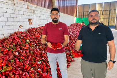 Bursa'da kapya biberdeki bolluk, fiyatları düşürdü
