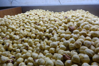 Fındıkta hasat sezonu tamamlandı