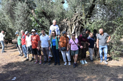 Gemlik'te zeytin ağacı 1500 yıldır meyve veriyor