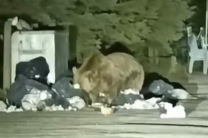 Uludağ’da aç kalan ayı çöplere dadandı