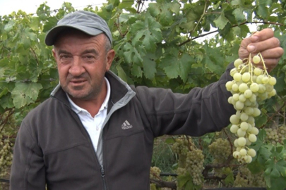 İznik'te Müşküle üzümünde hasat heyecanı başladı