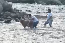 Derede akıntıya kapılan buzağıyı vatandaşlar kurtardı