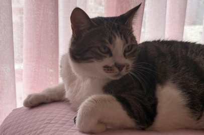 Hırçın kedi hırsızlara geçit vermedi