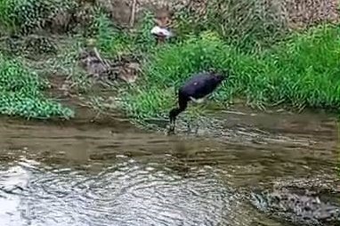 Nadir görülen kara leylek, Bursa'da kameralara takıldı