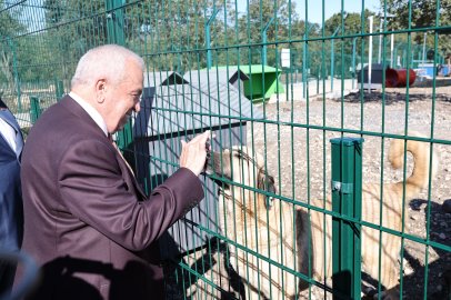 Nilüfer’de sahipsiz hayvanlara 'Umut Ağacı'