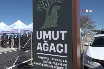 Nilüfer’de sahipsiz hayvanlara 'Umut Ağacı'