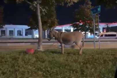Bursa'da ağaca bağlanan eşek görenleri şaşırttı