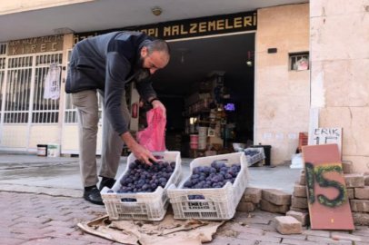Bursalı çiftçi erikleri çöpe atmadı fenomen oldu