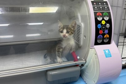 Şiddet gören kedinin durumu iyiye gidiyor