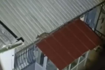 Bursa'da şaşırtan görüntü: Tilki evin çatısına çıktı