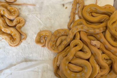 Türkiye’ye kaçırılmak istenen 67 canlı piton ele geçirildi