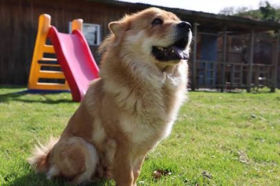 Köpek sahiplerine 91 bin 600 TL'ye kadar vergi yükü!